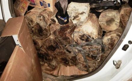 Mengenal Gaharu, Kayu Asli Indonesia Termahal di Dunia yang Dibanderol Rp1,5 Miliar per Kilo