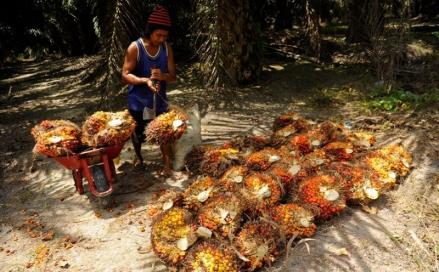 Produktivitas Rendah, Petani Sawit Swadaya Perlu Pendampingan Pemerintah (Foto: MNC Media)