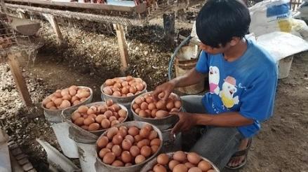 Penyaluran Bansos Telur dan Daging Tahap I Capai 1,1 Juta Paket. (Foto: MNC Media)
