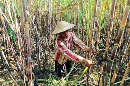 Musim Giling Tebu, ID FOOD Bidik Target Produksi 212 Ribu Ton Gula. (Foto MNC Media)