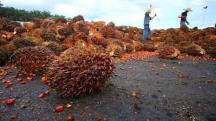 Tersengat Harga CPO, Saham Emiten Sawit Kompak Menghijau. (Foto: MNC Media)