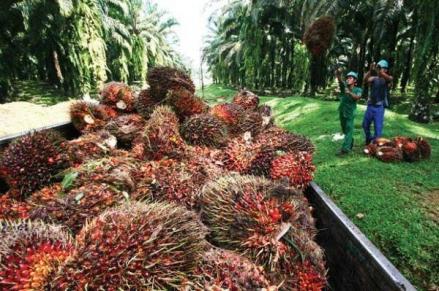 Kurs Ringgit Lemah Bikin Harga CPO Menguat (Foto: MNC Media)