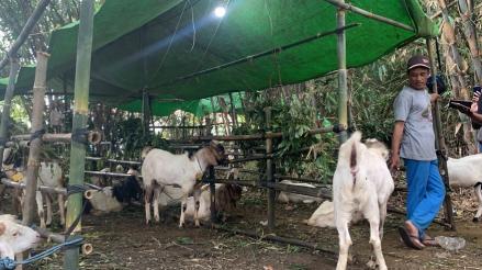Jelang Idul Adha, Pemkot Jakpus Belum Temukan Penyakit pada Hewan Kurban (FOTO:MNC Media)