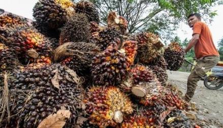 Minyak Goreng Melimpah, Gapki Sebut Kebijakan DMO dan DPO Sudah Tidak Relevan. Foto: MNC Media.