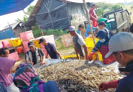 BUMN Perikanan Panen Raya Udang Vaname di Pekalongan
