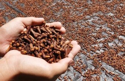 Pernah Jadi Negara Penghasil Rempah Terbesar, Kini RI Impor hingga 1,5 Juta Ton