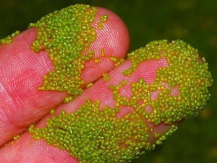 Inilah Buah Terkecil di Dunia, Ukuran Hanya Sebesar Semut