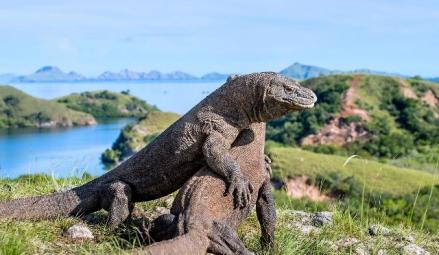 KLHK Luncurkan Sarana Terbaru di Taman Komodo untuk Wisata Alam, Edukasi, hingga Riset. (Foto: MNC Media)
