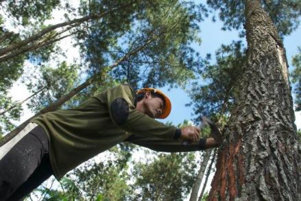 Raih Kinerja Positif di 2022, Perhutani Pede Bisnis Biomassa Makin Moncer. Foto: MNC Media.