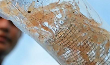 Kontribusi PNBP Ekspor Benih Lobster Sebesar Rp3,7 miliar Selama 4 Bulan. (Foto: MNC Media)