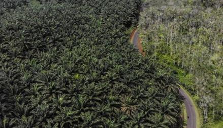 Luhut Ungkap Ada 9 Juta Hektar Lahan Sawit yang Belum Bayar Pajak. (Foto: MNC Media)