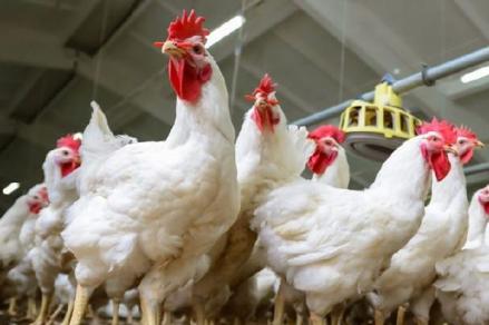 Harga Ayam Broiler Tak Menentu, Laba Malindo (MAIN) Tergerus ke Rp62,9 Miliar (Foto: iNews Media Group)
