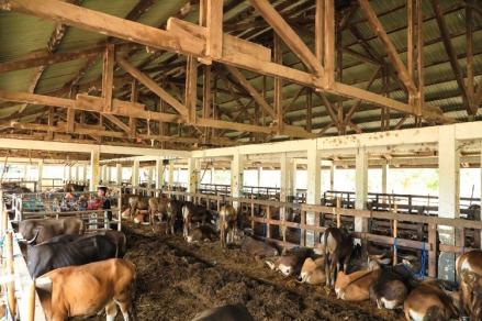 Sapi Idx Sepanjang Wabah PMK, Sebanyak 1.389 Ekor Sapi dan 33 Domba di KBB Mati