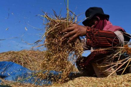 Dirut Baru Bulog Yakin Bisa Serap 3 Juta Ton Gabah Petani dalam Tiga Bulan. (Foto MNC Media)