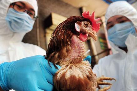 AS Kucurkan Rp5 Triliun untuk Antisipasi Kemungkinan Pandemi Flu Burung. (Foto: MNC Media)