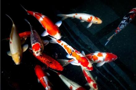 5 Jenis Ikan Koi Beserta Harga dan Cara Merawatnya, Tertarik Pelihara? (Foto: MNC Media)
