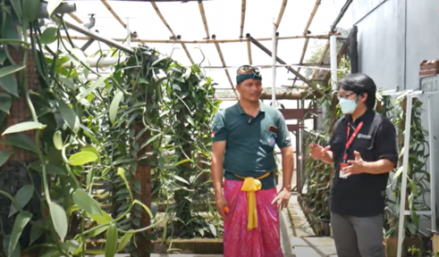 Kisah Sukses Petani Vanili Tanam 400 Pohon dan Berpotensi Raup Penjualan Rp100 Juta. (Foto: Youtube/Tanilink TV)