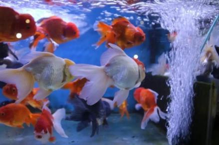 RI Bidik Jadi Eksportir Ikan Hias Terbesar di Dunia, Kalahkan Jepang. (Foto MNC Media)