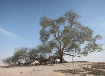 Filosofi Logo IKN Nusantara Pakai The Tree of Life, Pohon Kuno 500 Tahun di Bahrain. (Foto: Wikipedia)