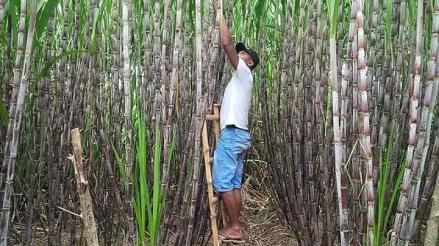 Holding Perkebunan Nusantara atau PTPN III menargetkan volume produksi tebu petani lokal naik 50 persen di 2028.  (MNC Media)
