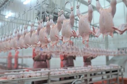 Saham Widodo Makmur (WMPP) Tiarap, Tumiyana Jual 34,48 Juta Helai (foto mnc media)