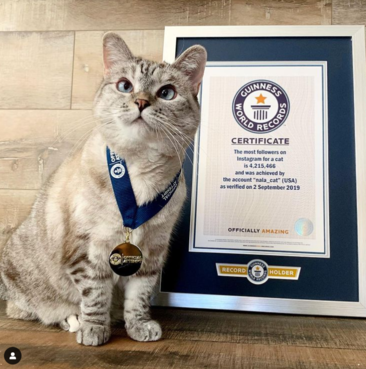 4 Kucing Terkaya di Dunia: Punya Bisnis Catfood dan Jutaan Followers, Hasilkan USD100 Juta. (Foto: Instagram/Nala Cat)