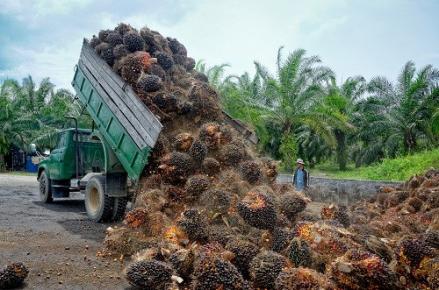 Gapki Sebut Produksi CPO Disalip Minyak Bunga Matahari