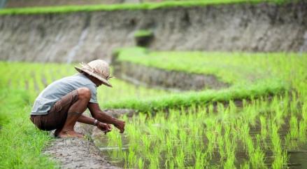 Pupuk Organik Subsidi Naikkan Produktivitas Padi hingga 17,2 Persen. (Foto: MNC Media)