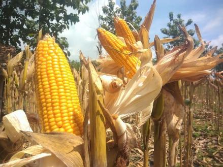 5 Provinsi Penghasil Jagung Terbanyak di Indonesia, Mana Saja? (Foto: MNC Media)