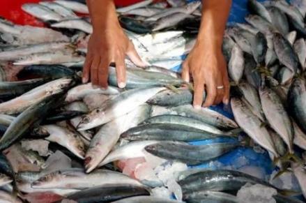 Terus Meningkat, Angka Konsumsi Ikan Nasional Tembus 56,48 Kg per Kapita (foto: MNC Media)