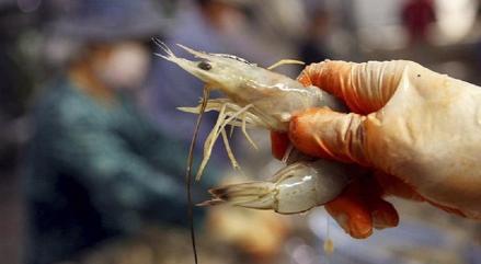 Pakan hingga Induk Udang Diekspor ke Brunei, KKP: Produk Akuakultur Indonesia Berstandar Internasional (FOTO:MNC Media)