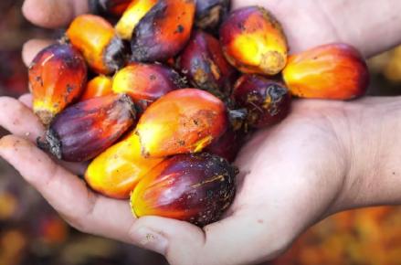Harga Minyak Sawit (CPO) Stabil Jelang Libur. (Foto: Freepik)