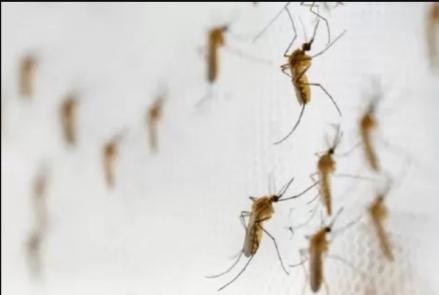 Kemenkes Pastikan Penyebaran Nyamuk Wolbachia Aman bagi Manusia. (Foto: MNC Media)