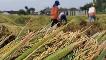 Naik 0,76 persen, Nilai Tukar Petani Juli 2025 Jadi 122,64 (Kementan)
