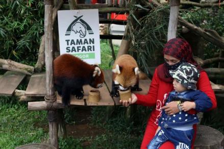 Sambut Libur Nataru, Taman Safari tampilkan Hiburan Malam Bercahaya (foto: MNC Media)