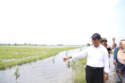 Mentan Ingin Kalsel Jadi Lumbung Pangan, Targetkan Tanam Padi Tiga Kali Setahun. (Foto: MNC Media)