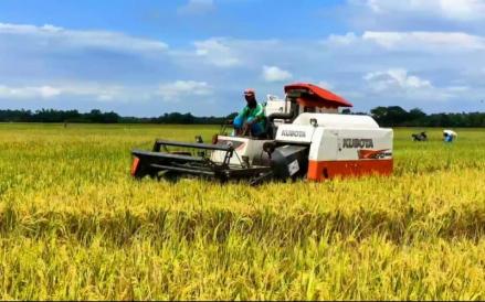 Pemerintah Naikkan Harga Gabah Petani Rp6.500 per kg, Libatkan TNI dan Polri Pantau Kualitas. Foto: MNC Media.