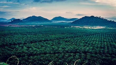 Pengendali Emiten Lo Kheng Hong Austindo (ANJT) Berencana Jual Saham di Harga Premium. (Foto: ANJ Group)