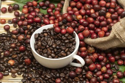 7 Biji Kopi Termahal di Dunia Selain Luwak, Harganya Hampir Rp50 Juta Sekilo. (Foto: Istimewa)