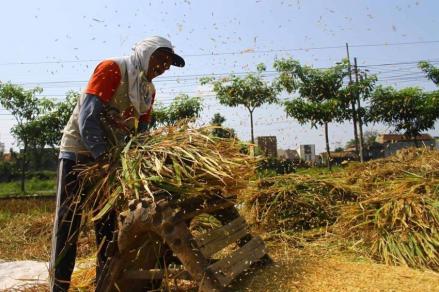 Targetkan 11 Juta Ton Gabah Kering, Pj Gubernur Jabar Optimistis Swasembada Pangan di 2024 (FOTO:MNC Media)