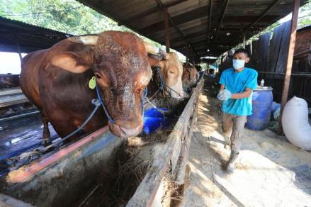 Kuota Hewan Kurban di Jabar Capai 350 Ribu Ekor, Naik 12 Persen (FOTO:Dok Ist)