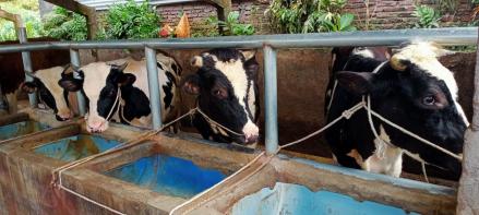 Jelang Idul Adha, Peternak Sapi di Malang Berikan Jamu Khusus agar Hewan Kurban Sehat (FOTO:Dok Ist)