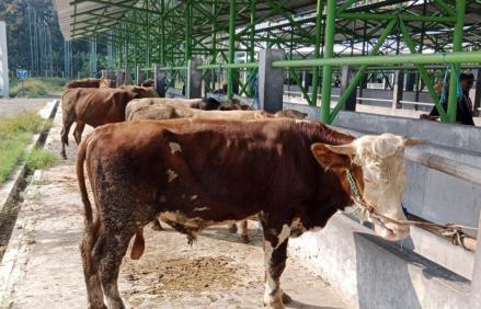 Jelang Idul Adha, Permintaan Hewan Kurban di Kulonprogo Masih Minim (FOTO:Dok Ist)