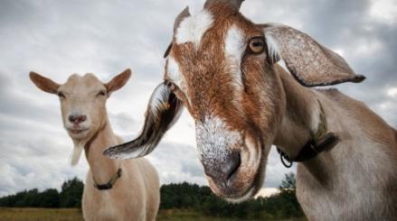 Kenapa Kambing PE Mahal? Ternyata Ini Alasannya. (Foto: MNC Media)