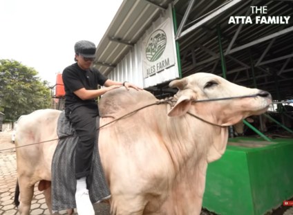 Estimasi Harga Sapi Kurban 1 Ton Atta Halilintar, Bisa Tembus Ratusan Juta Rupiah?