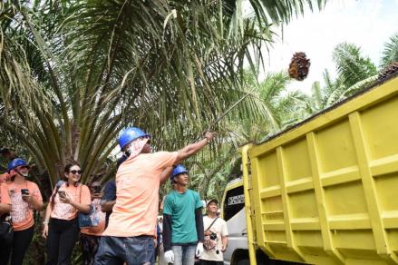 17 Countries Study Sustainable Palm Oil Practices in Indonesia. (Foto: Kemlu)