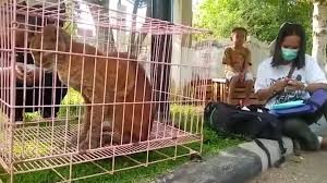 Regulasi yang berpihak kepada hewan peliharan, termasuk anjing dan kucing, di Indonesia dinilai masih minim (ilustrasi). (Foto: Ist.)