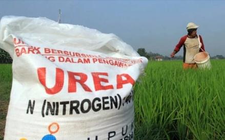 Petani menggunakan pupuk bersubsidi untuk menyuburkan tanaman di sawah (ilustrasi). (Foto: Arsip)