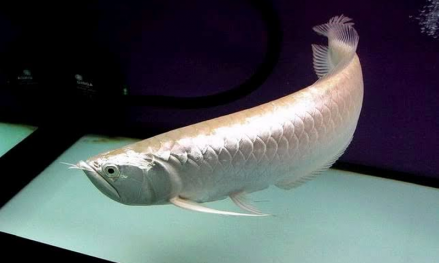 10 Ikan Hias Termahal di Dunia, Paling Mahal Harga Jualnya Rp6,21 Miliar per Ekor. (Foto: Cermati)
