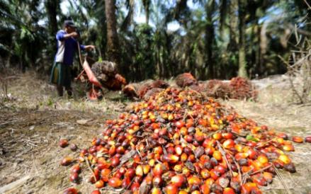 PT Triputra Agro Persada Tbk (TAPG) mengumumkan rencana pembagian dividen interim sebesar Rp1,5 triliun. (Foto: MNC Media)